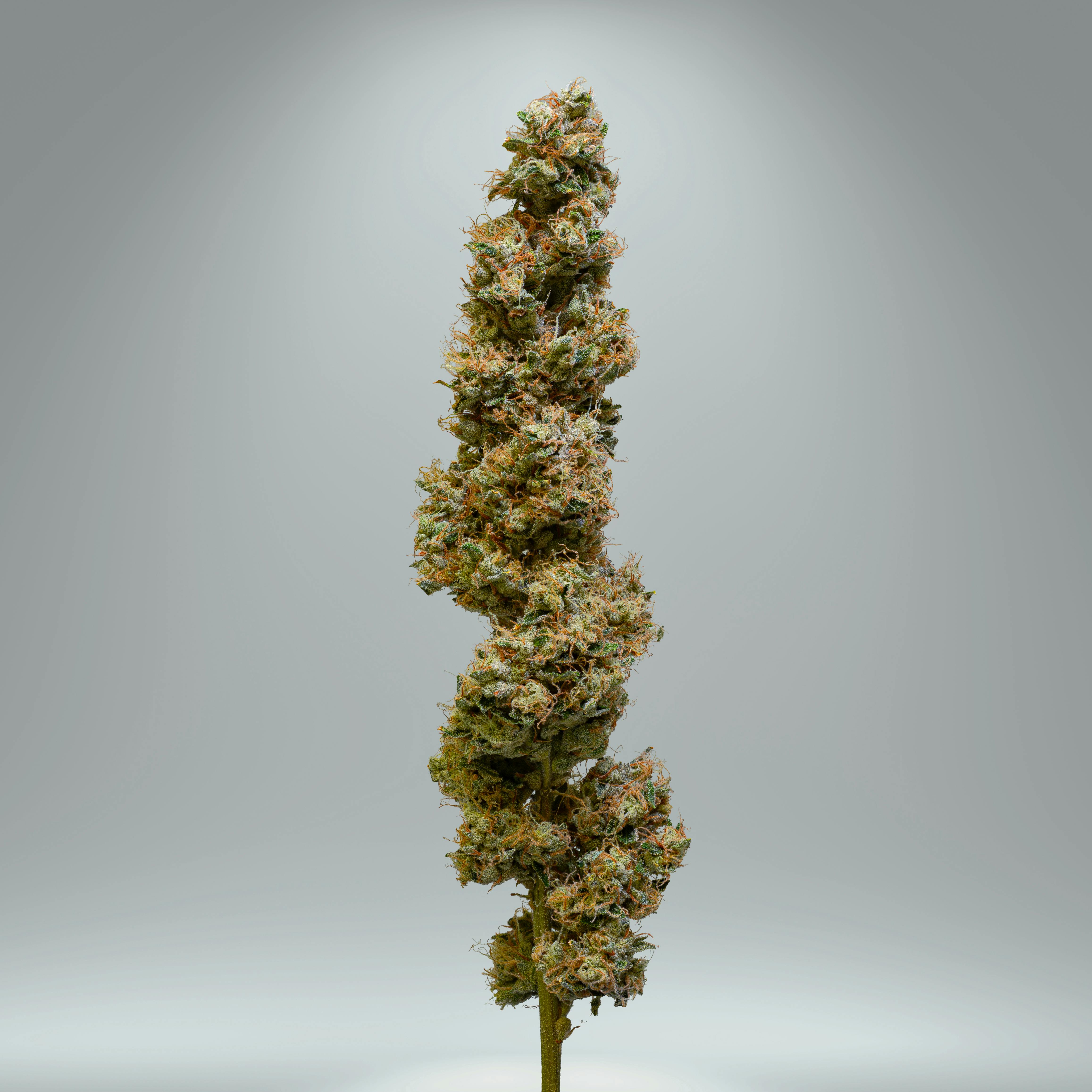 Photograph of product: FATSO 3.5G FLOWER