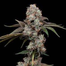 Photograph of product: Pope's Soap - 28g