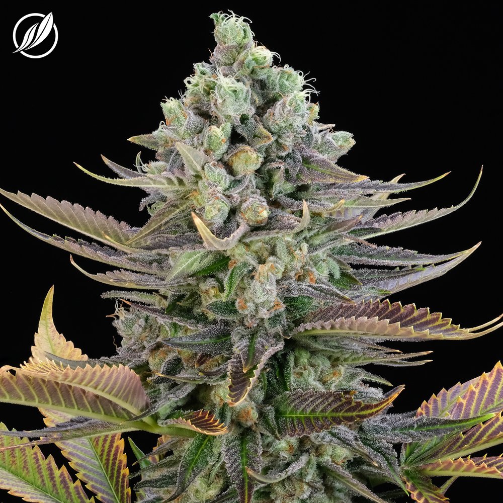 Photograph of product: Blue Sky Haze CBD Flower T12.87 C8.95 (2-25945) - 3.5g