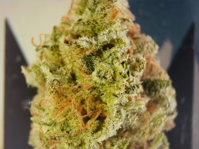 Photograph of product: Wild Legacy Blueberry OG Deli Style - 1g