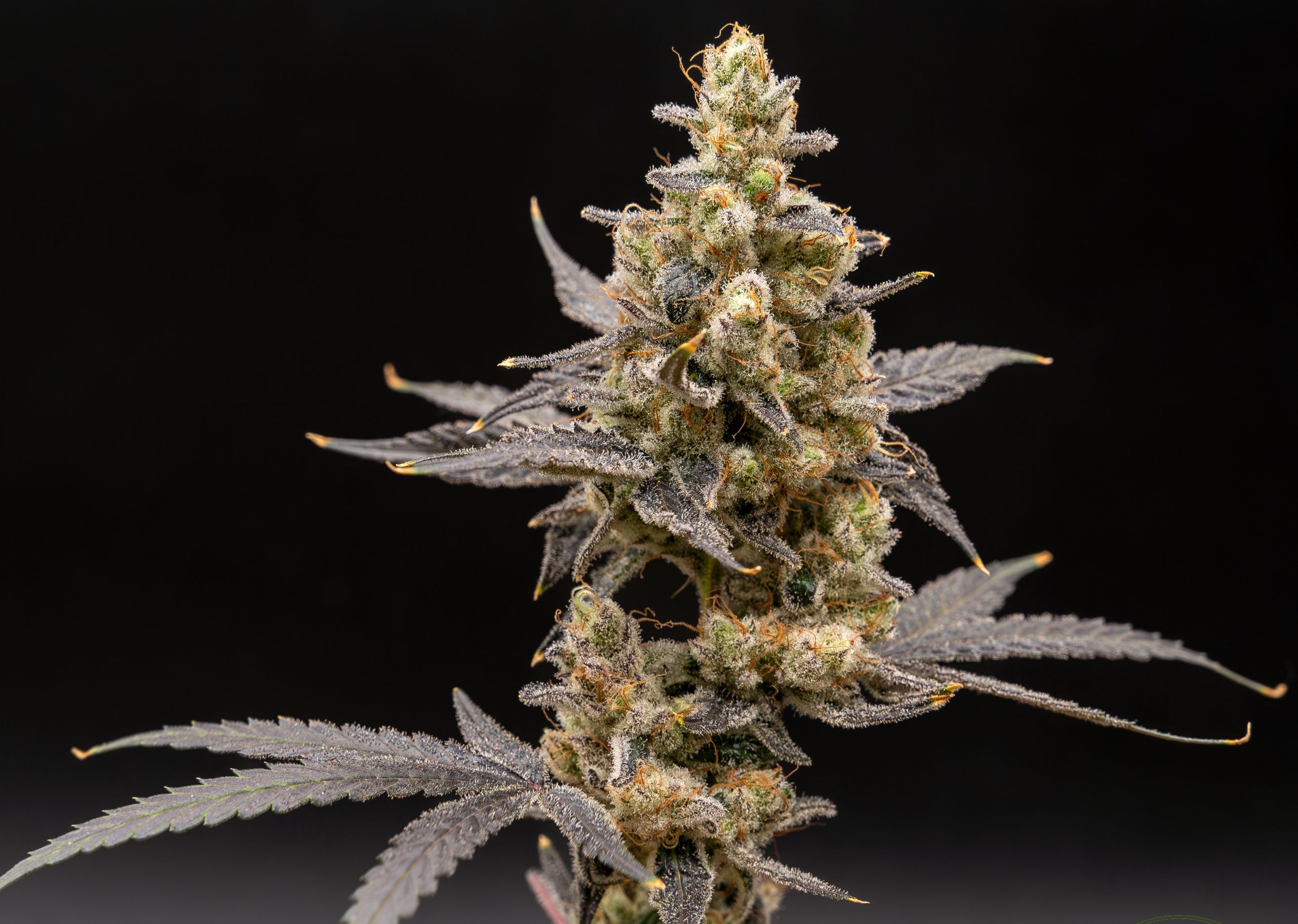 Photograph of product: VERTICAL | PLATINUM PAPAYA MIMOSA | PREPACK | 3.5G | HYBRID