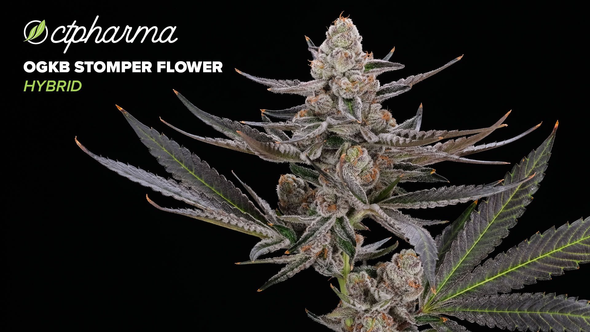 Photograph of product: CTPharma OGKB Stomper Whole Flower 23.01% (H) 3.5g - 25864