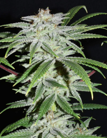 Photograph of product: Dionysus | 7G Flower (TAX INCLUDED)