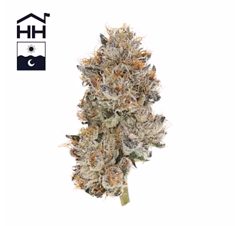 Photograph of product: Runtz | TAX INCLUDED - 28g