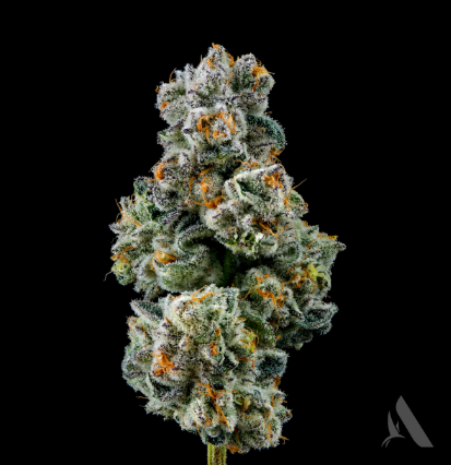 Photograph of product: Space Mints 3.5g Flower (H) 00395