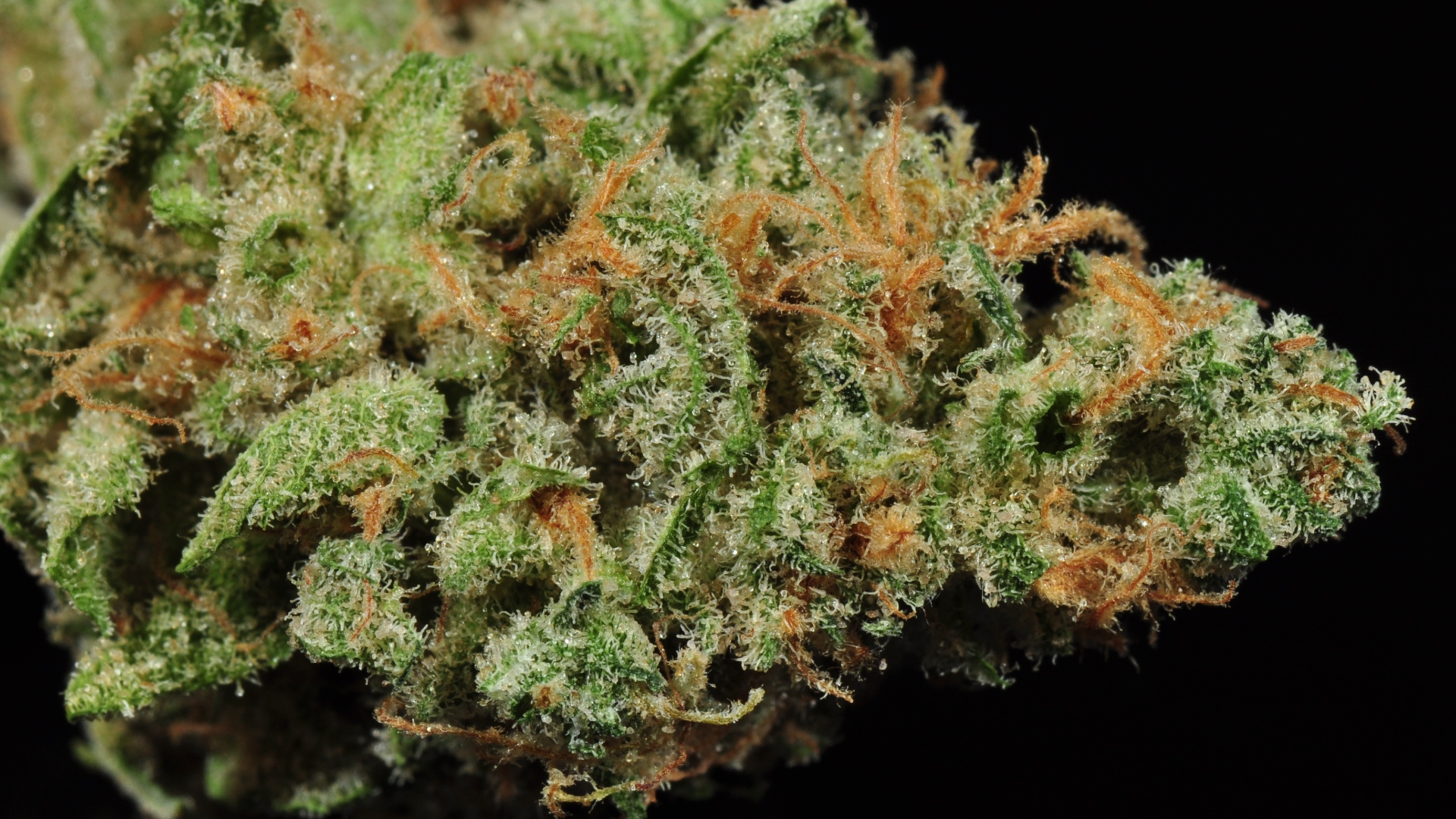 Photograph of product: Ancient Blue Dream 1/8th - 3.5g