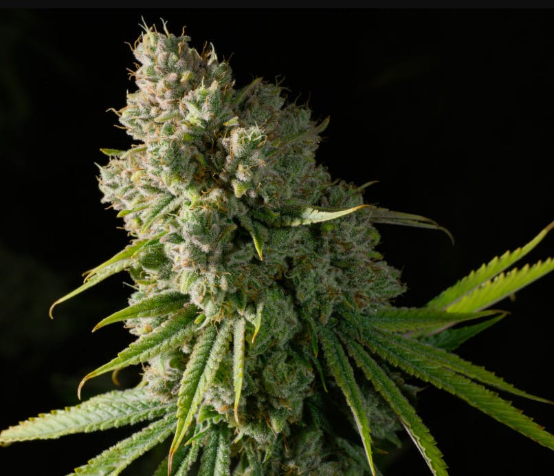 Photograph of product: CHEM SCOUT '87 | 3.5G