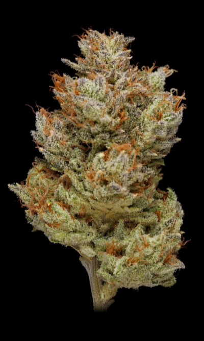 Photograph of product: Northern Harvest Super Lemon Haze 1/8th Jar