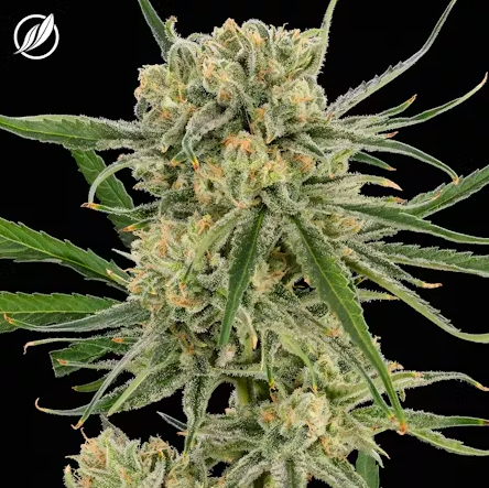 Photograph of product: B52 Bomber Flower S 25562 - 3.5g