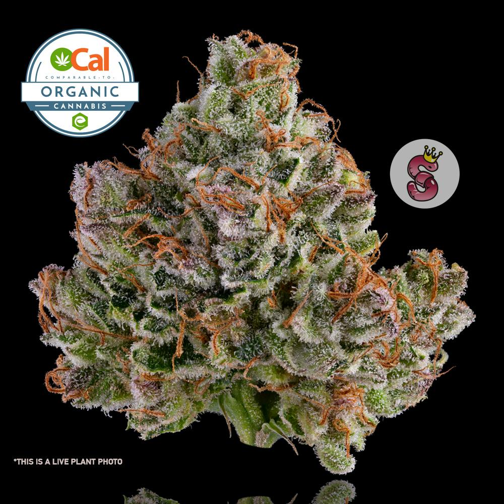 Photograph of Product: No Till Kings | White Widow #11 | 3.5g