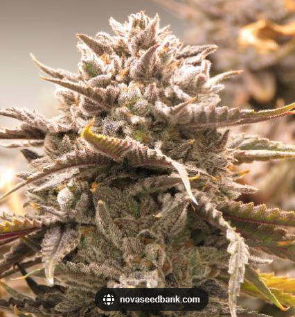 Photograph of product: Grape Space Cake | Glorious Oui'd | Bulk Flower - 1g