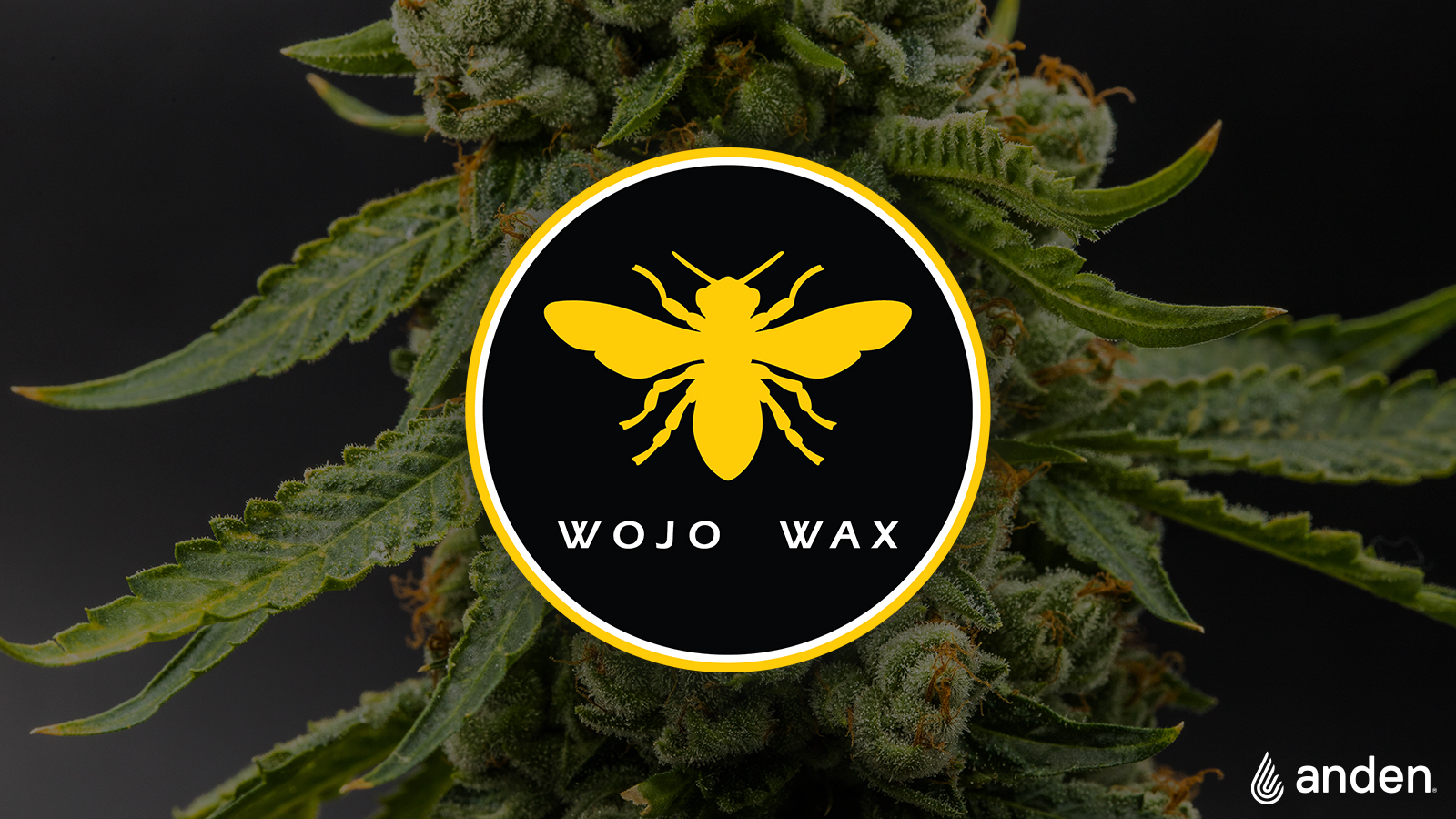 Photograph of product: Wso | 1g Solventless Oil | Wojo Wax
