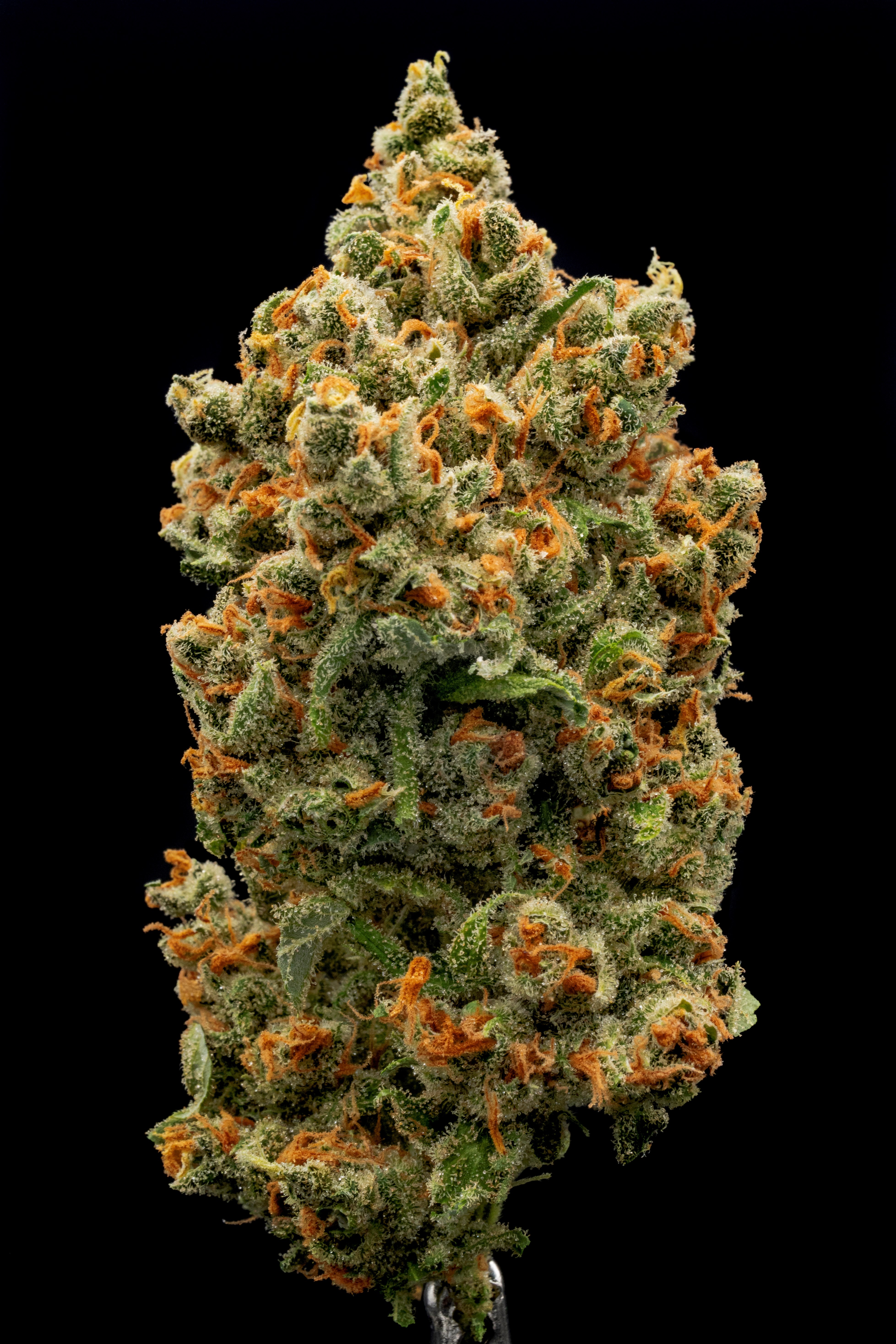 Photograph of product: Jack Herer (Deli Bud)