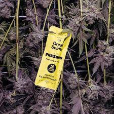 Photograph of product: Great Spirits - FRESHIES - Super Runtz - 2 - Pre Rolls
