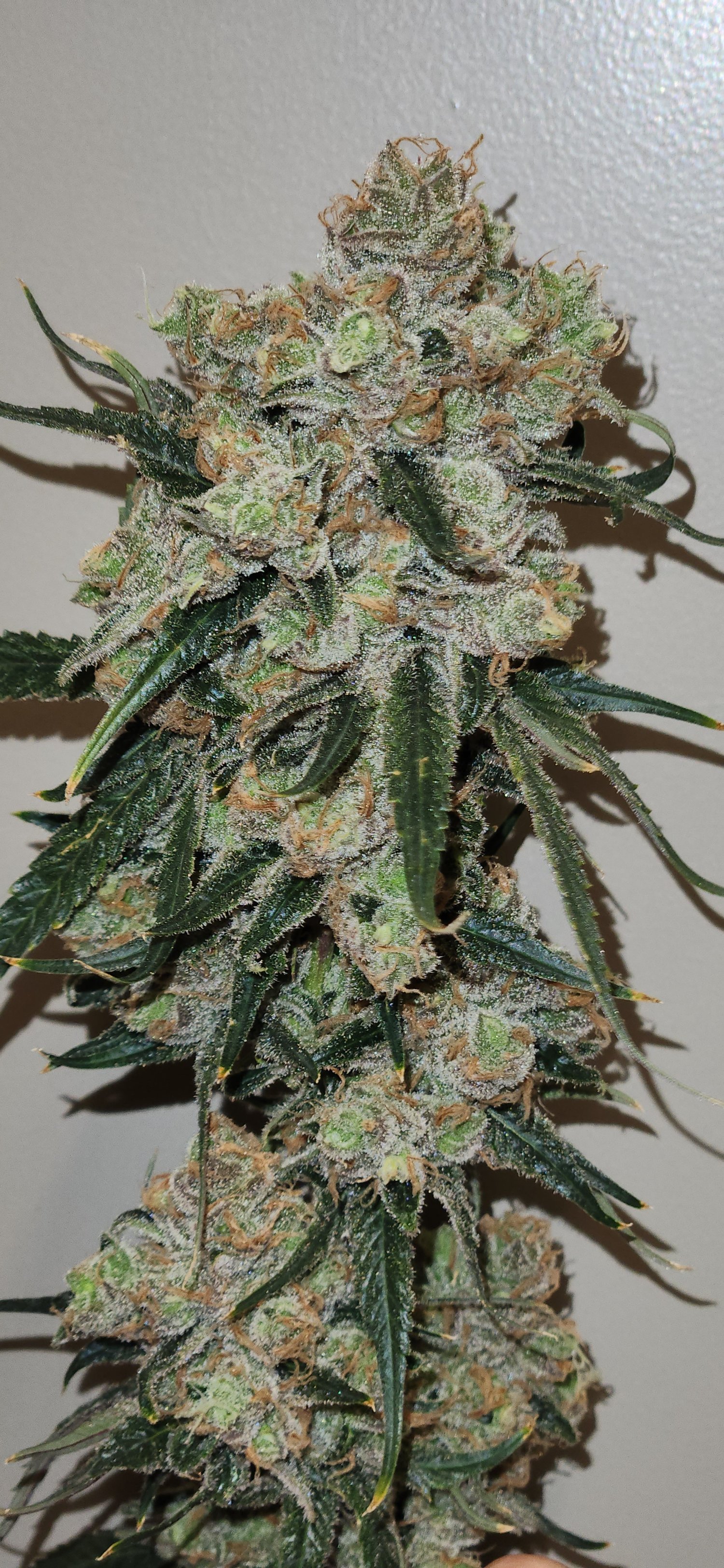 Photograph of product: Honey Bananas | TAX INCLUDED - 28g