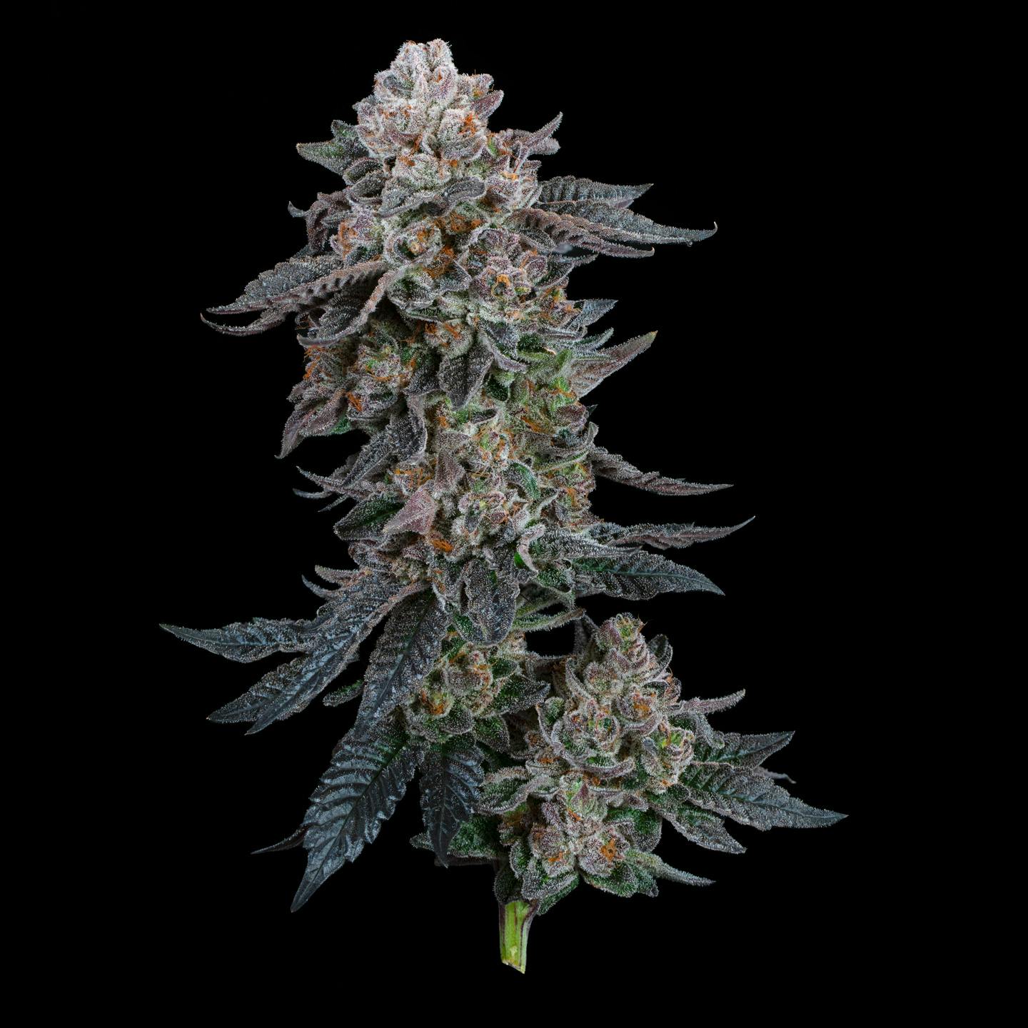 Photograph of product: Gelato #41 x Do-Si-Dos