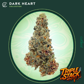 Photograph of product: Dark Heart Collection Whole Flower 3.5g Triple Stack (I) 00983 TC 36.103%  (3.5g)