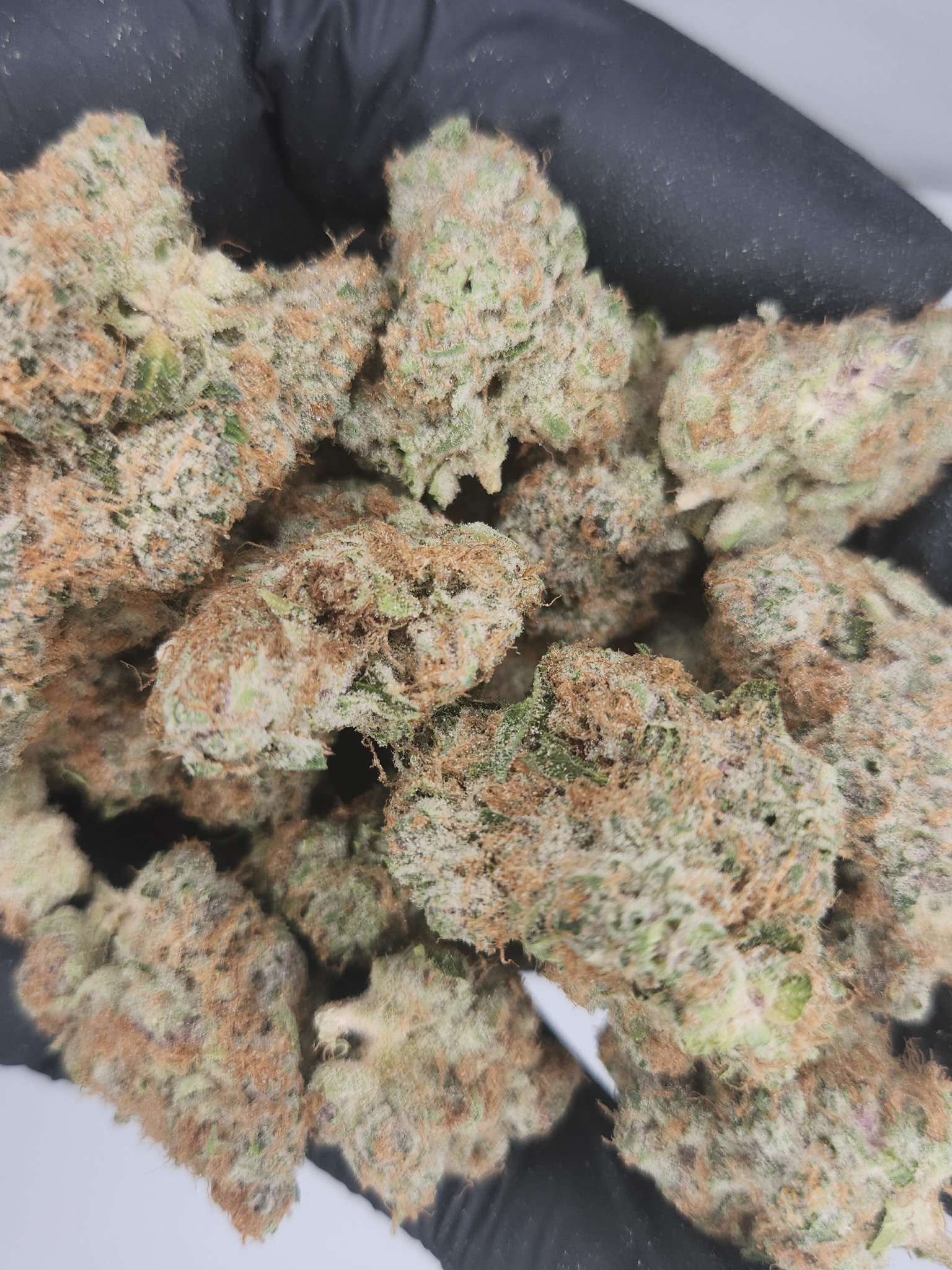 Photograph of product: Fresh Canna | Bulk Bud - Blue Dream - 28g