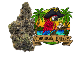 Photograph of product: Caribbean Breeze #6 - Flower - Lazy River Products - 28g