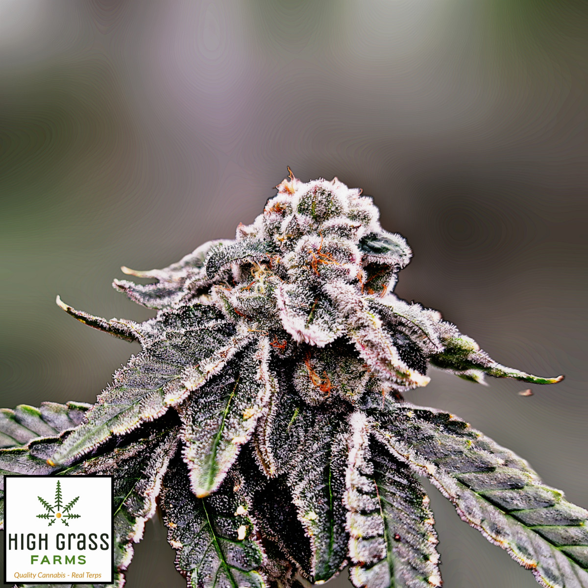 Photograph of product: High Grass Farms | Dulce De Uva (I-H) Pre Rolls | 3 Pack (1.5g)