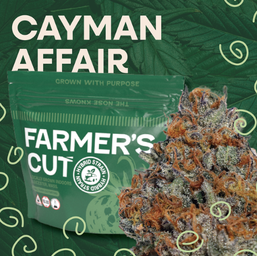 Photograph of product: Cayman Affair Strain | Flower 3.5g - Thrive