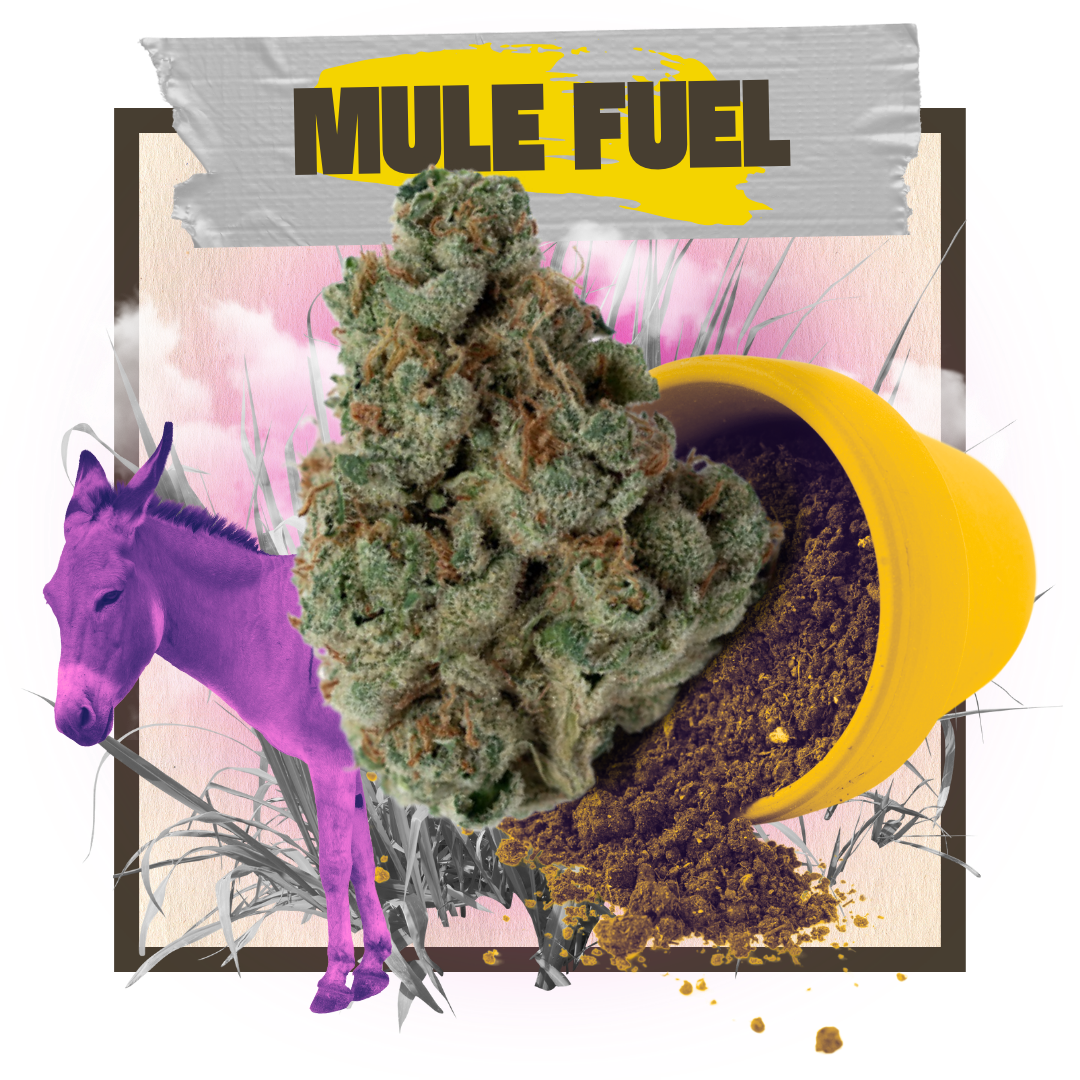 Photograph of product: Mule Fuel | 3.5g