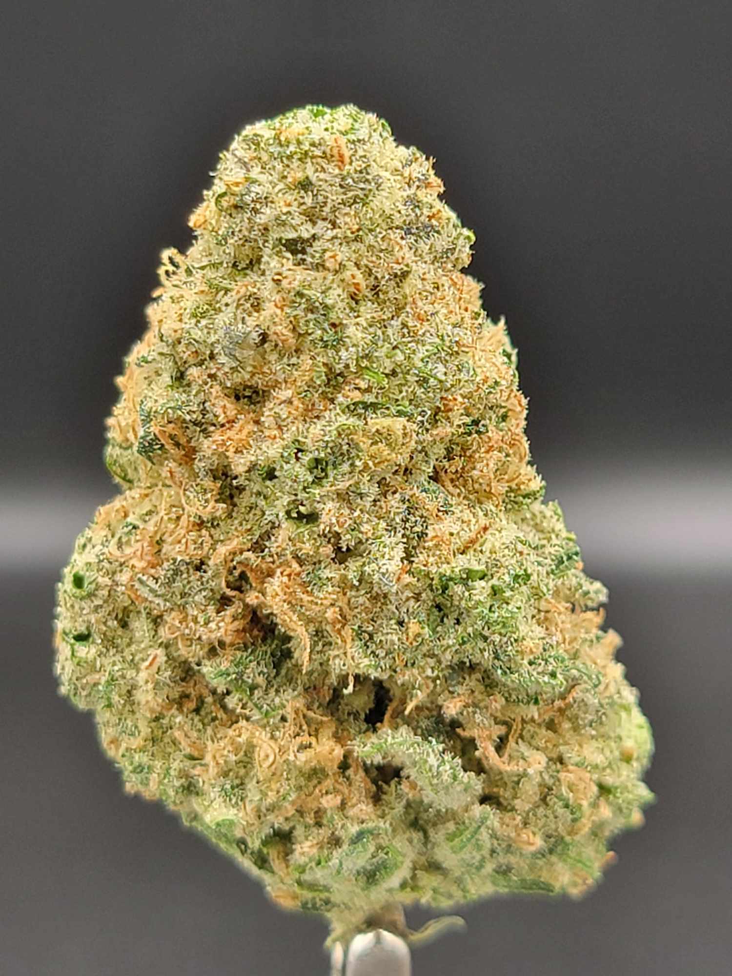 Photograph of product: Mimosa x Orange Punch | 5.8.25 H - 7g