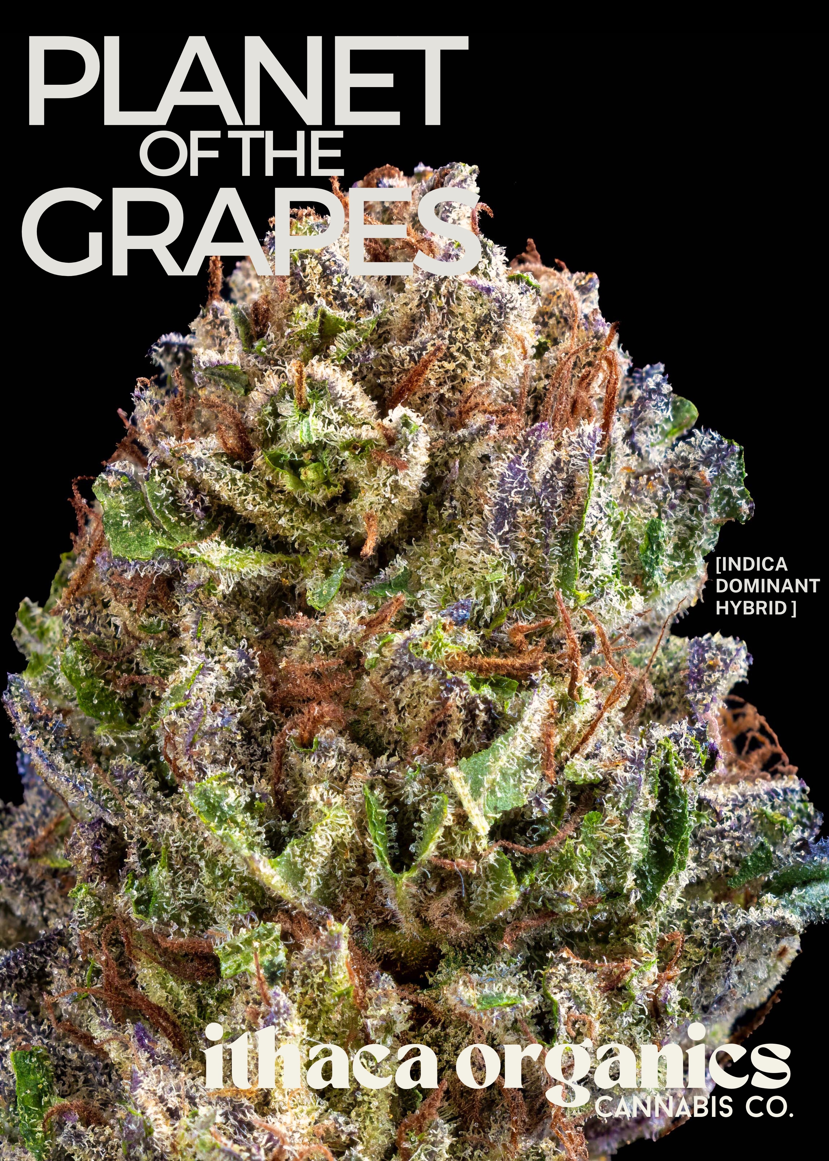 Photograph of product: Planet of the Grapes | 14g