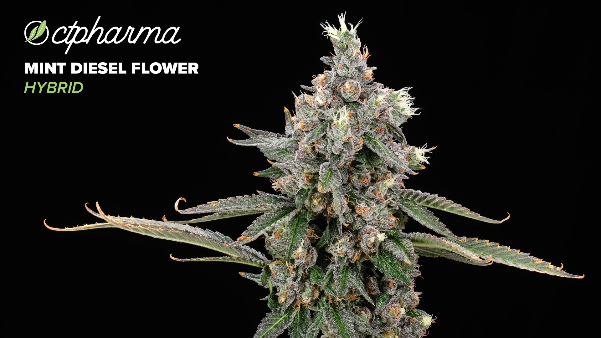 Photograph of product: Mint Diesel Flower 3.5g T23.51% H C0020025912
