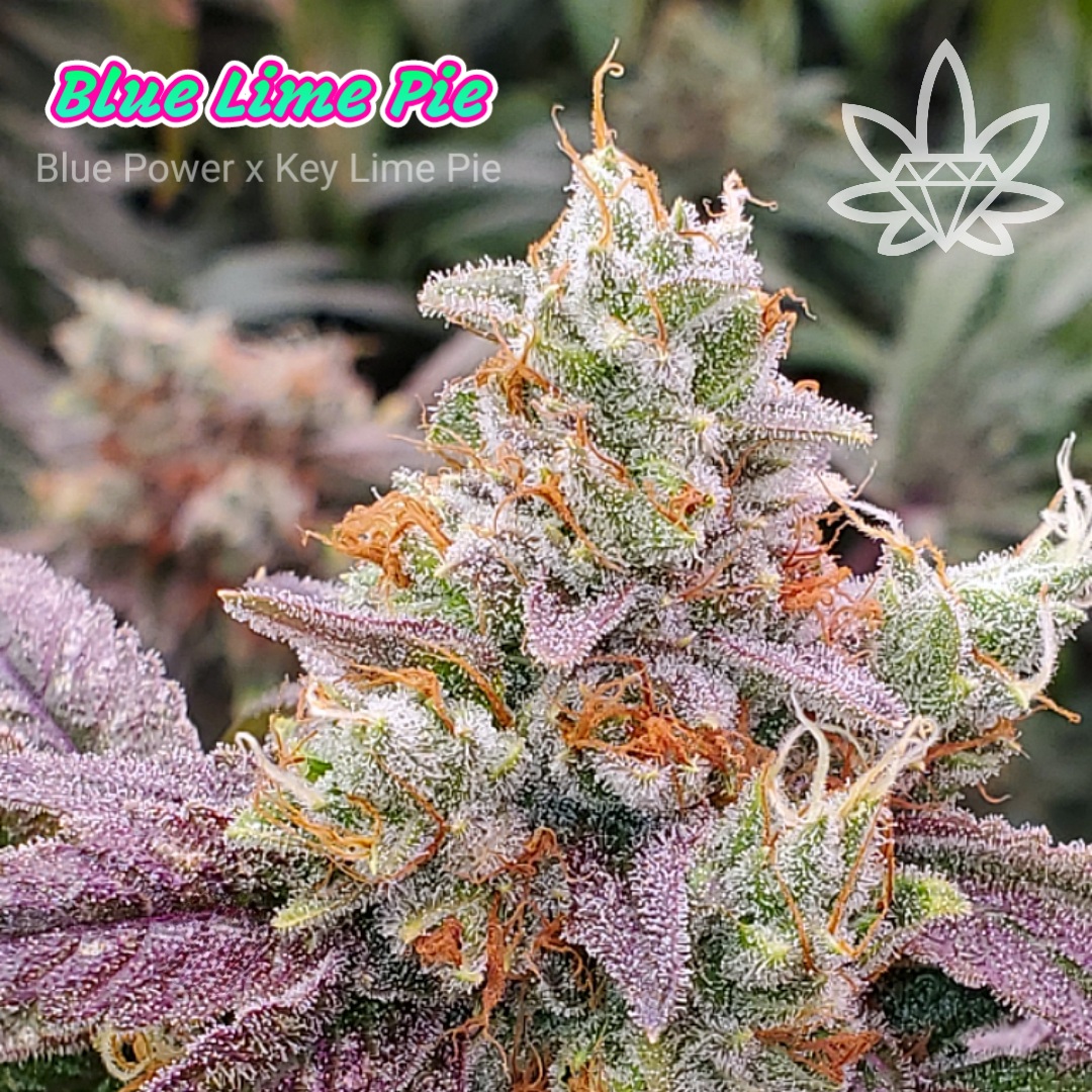 Photograph of product: Blue Lime Pie [DOH] 2pk - by High End Farms