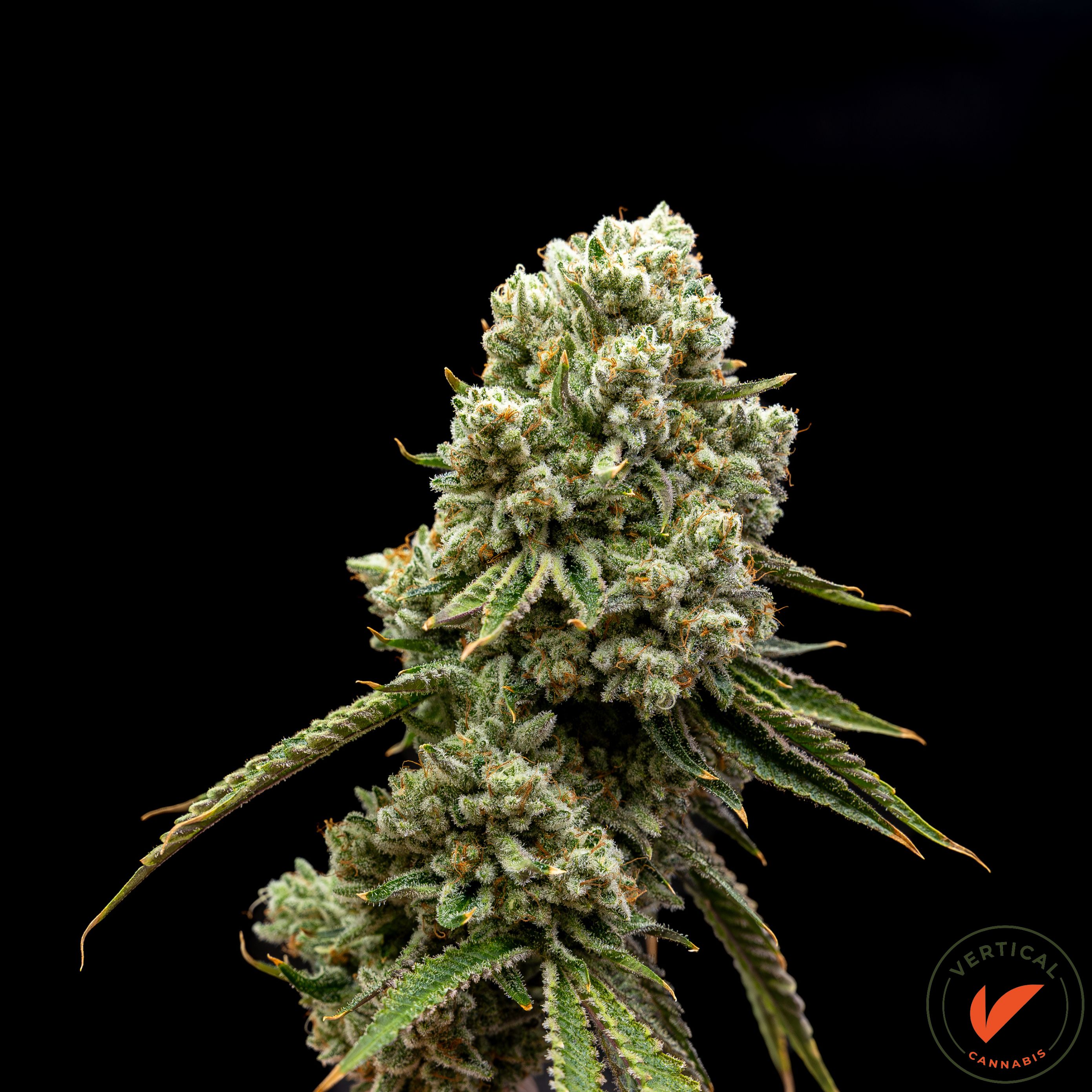 Photograph of product: VERTICAL | WILD OG | FLOWER | 7G | I/S