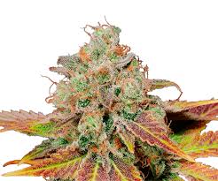 Photograph of product: Fresh Canna | Cleopatra | Deli-Style Flower - 28g
