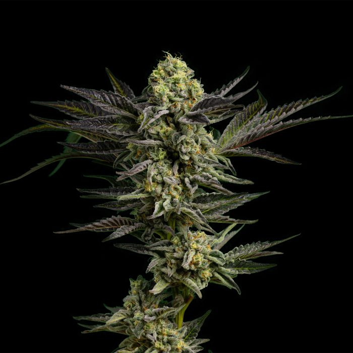 Photograph of product: Gas Face - 3.5g