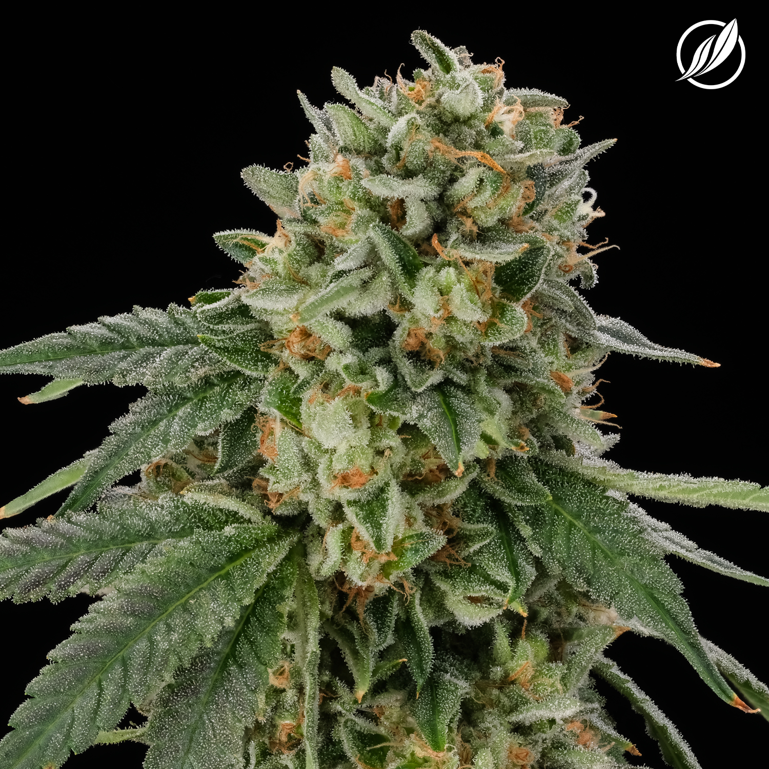 Photograph of product: Full Tank Flower H 25975 - 3.5g
