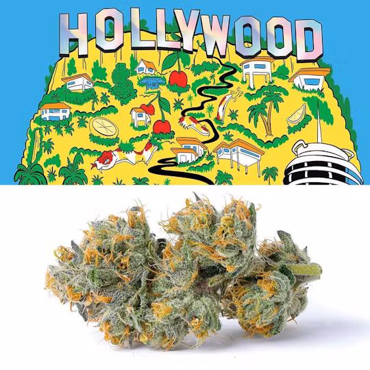 Photograph of product: Cookies | Hollywood | Flower Tub - 3.5g