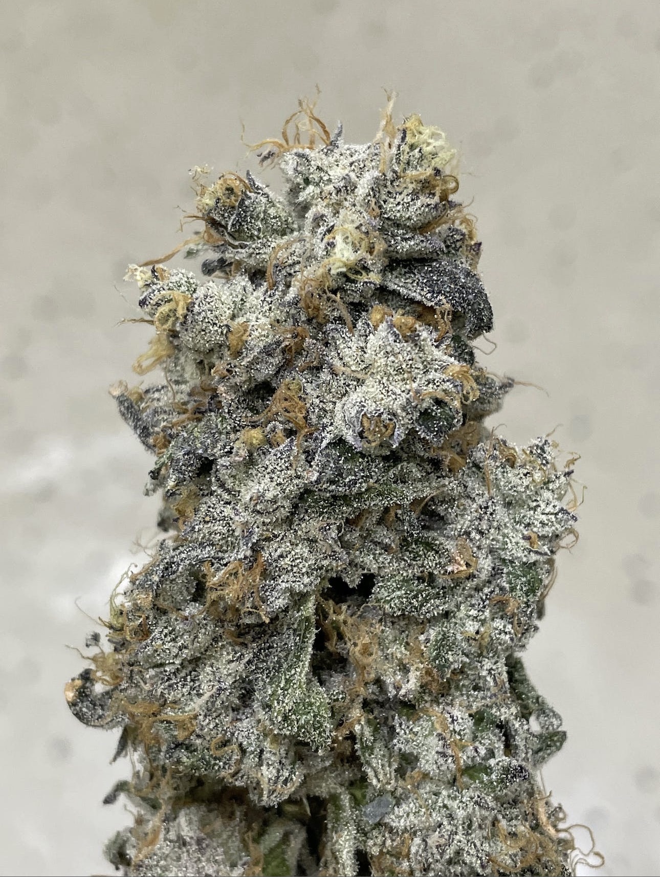 Photograph of product: Oui'd Cabin - Garlic Breath - 3.5g