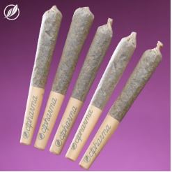 Photograph of product: Stomper Kush Shorties Pre Roll 5 Pack T26.01 (2-25773)