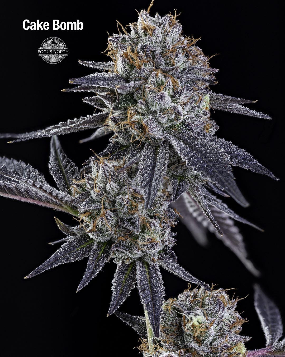 Photograph of product: Focus North | Cake Bomb | .53g House Roll