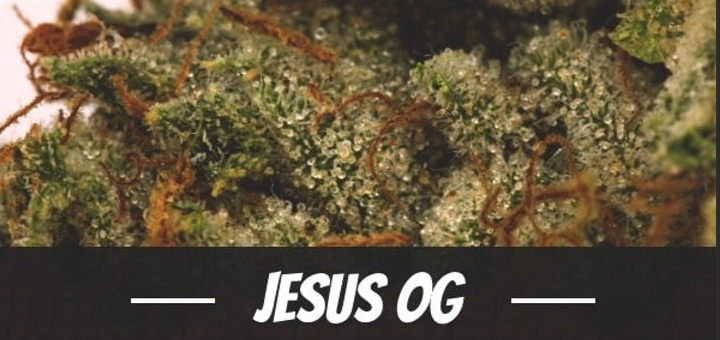 Photograph of product: Jesus OG | RMG | Bulk Flower - 1g