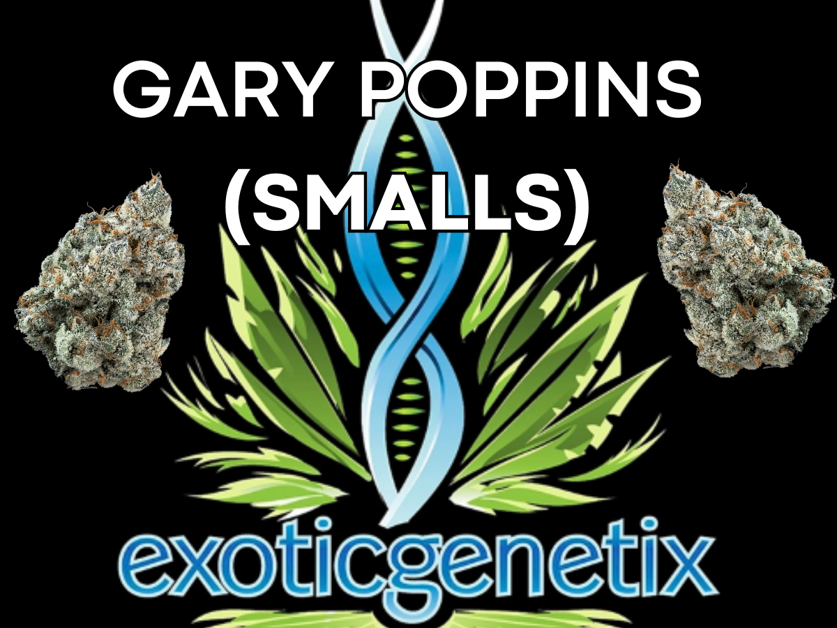 Photograph of product: EXOTIC GENETIX | GARY POPPINS | SMALLS | HYBRID - 1g