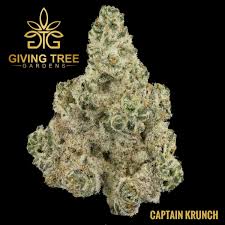 Photograph of product: Captain Krunch | Giving Tree Gardens | Bulk Flower