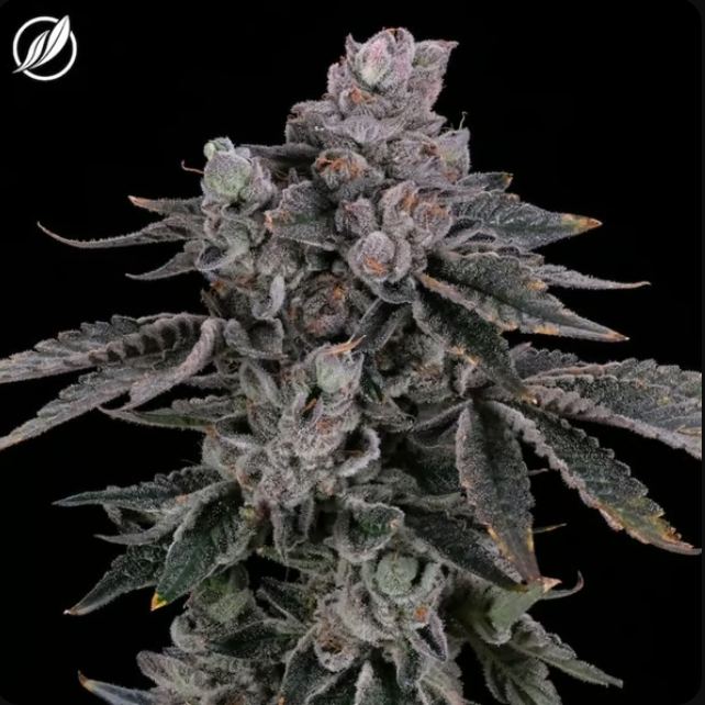 Photograph of product: Dosilato Flower I 25395 - 3.5g