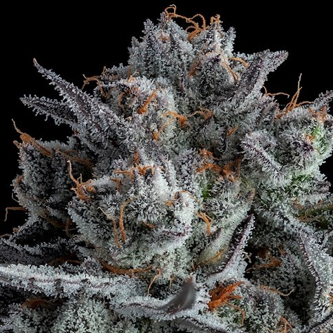 Photograph of product: Lifted - Luxury Line - Truffle Cake - 3.5g