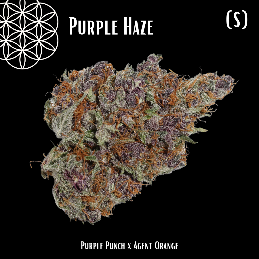 Photograph of product: Flower Of Life | Purple Haze | Oui'd | Bulk Flower | Bees Knees - 1g