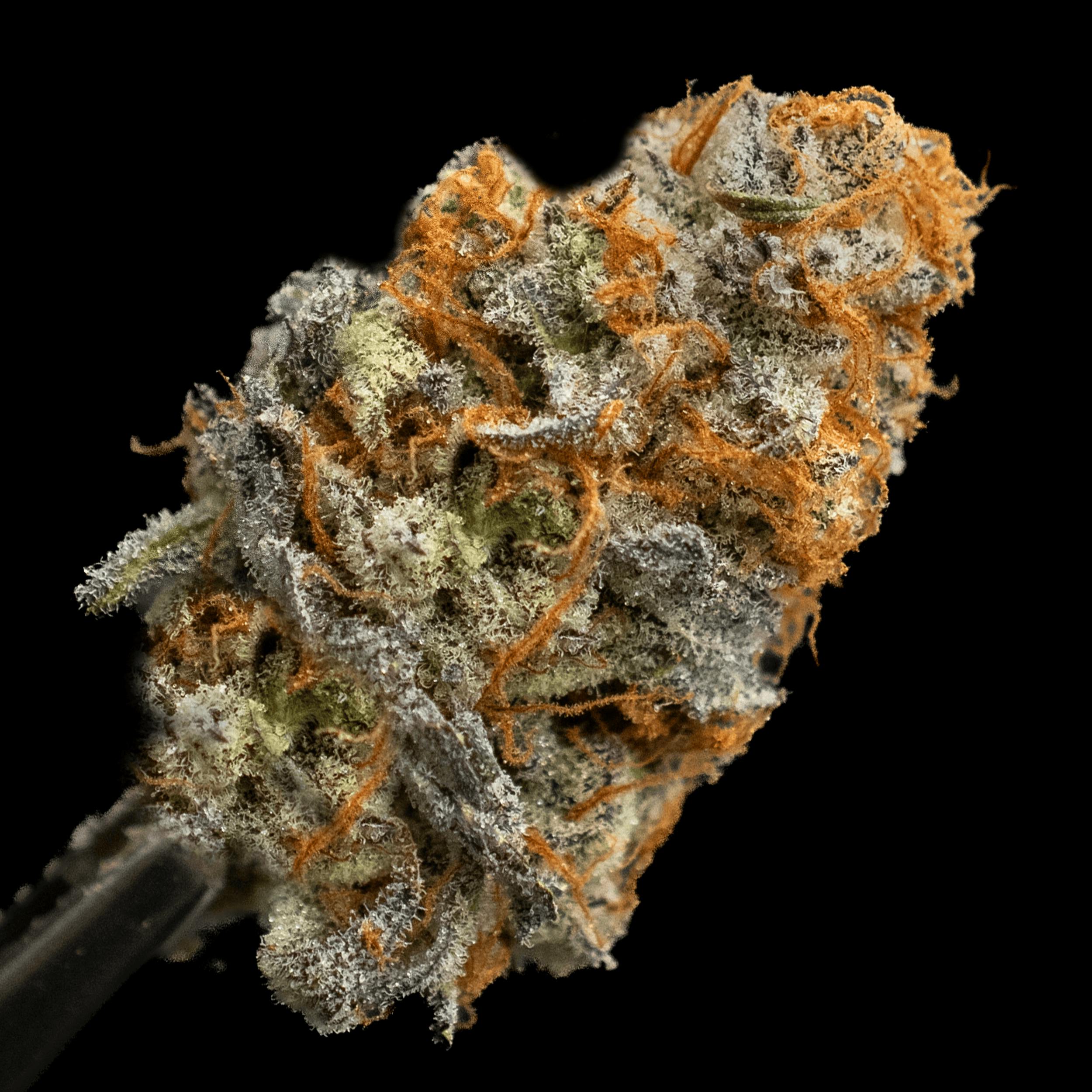 Photograph of product: Chimera | Flower - 