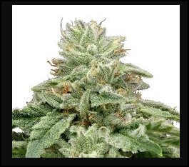 Photograph of product: Cherry | 3.5g Bud | MAC (H)