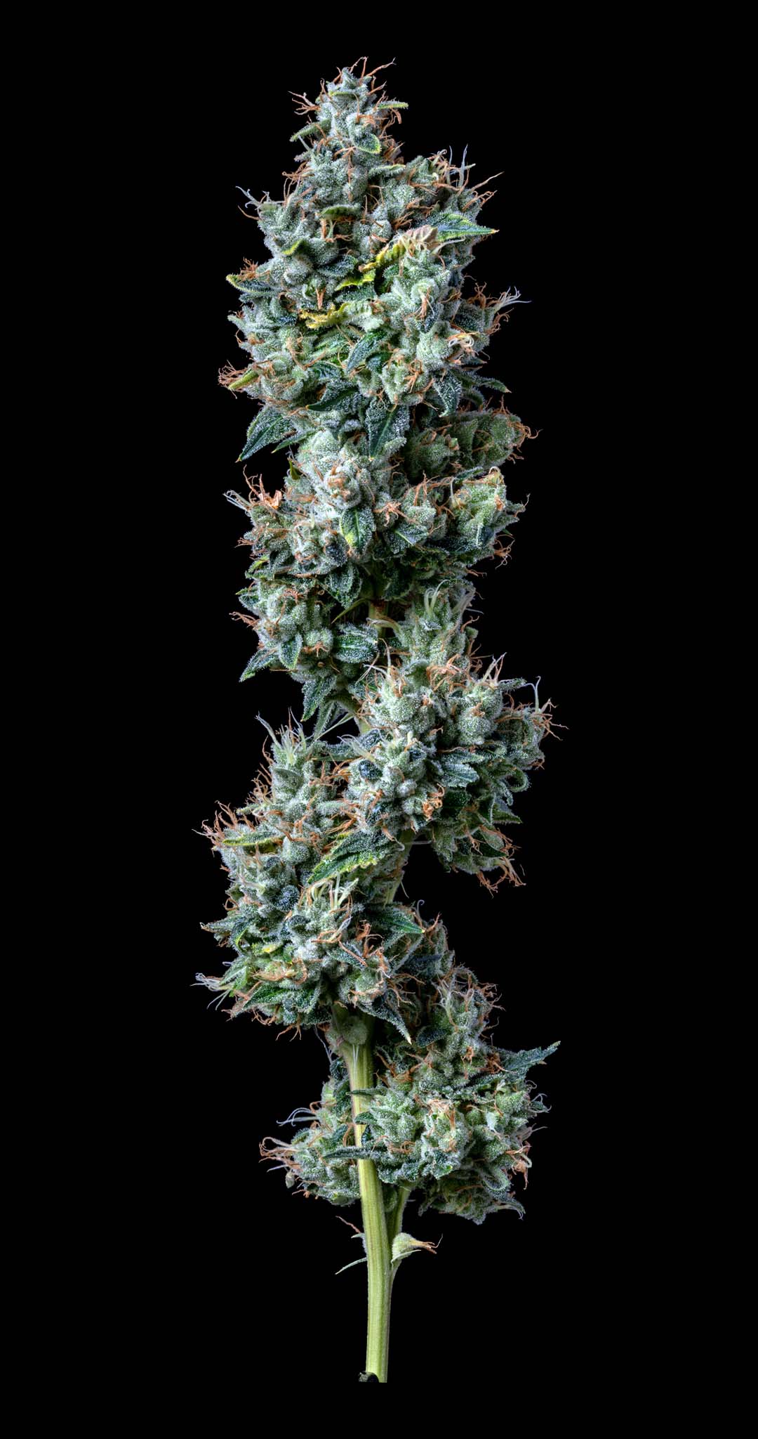 Photograph of product: Catpiss - I Oui'd-Hybrid - 3.5g