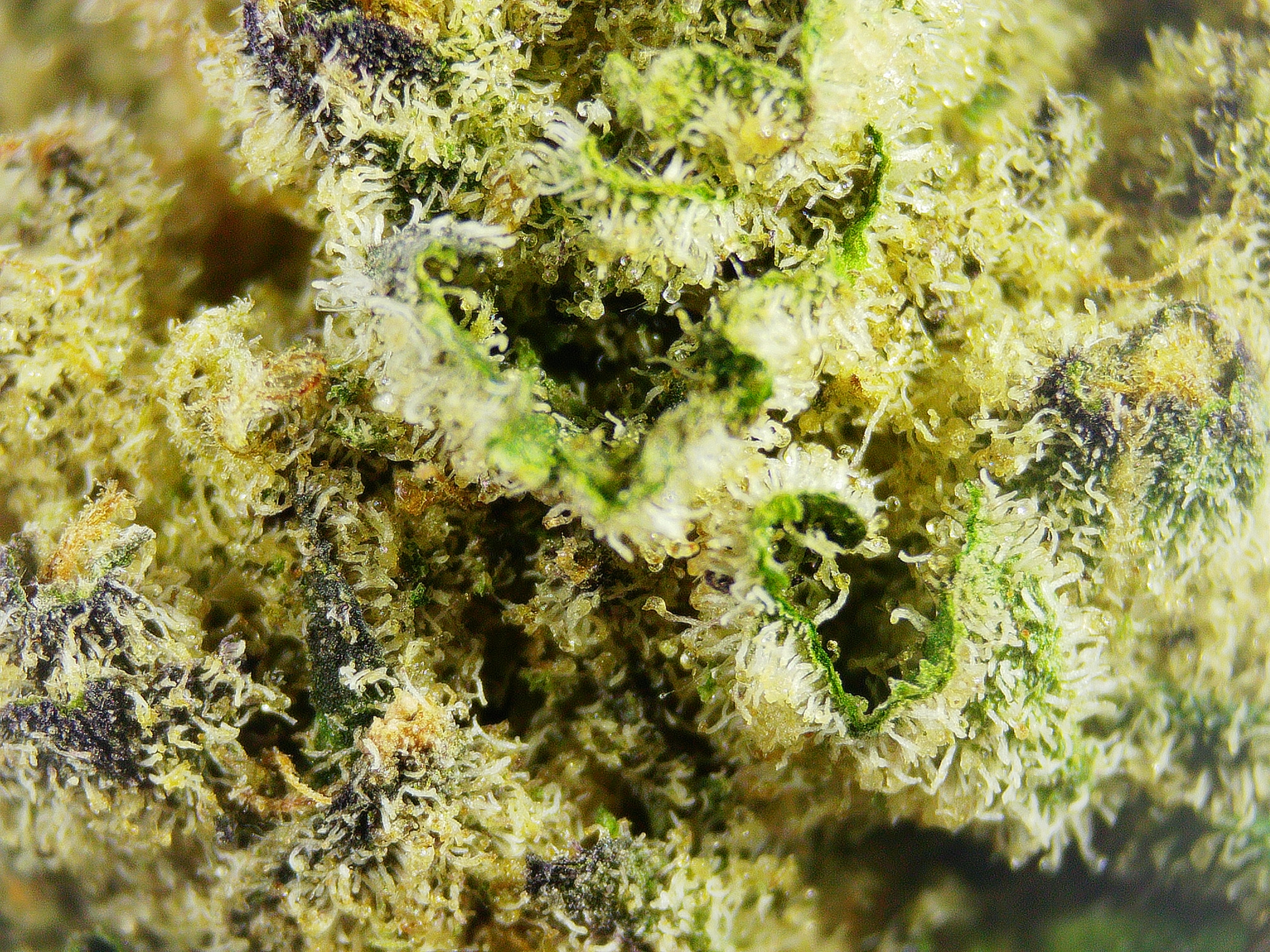 Photograph of product: Satori Lemon Mints - 3.5g