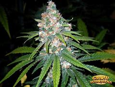 Photograph of Product: Emeraldrose Super Lemon Haze - 1g