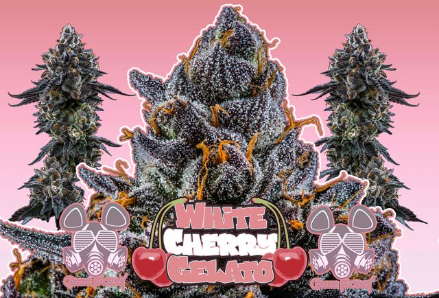 Photograph of product: White Cherry Gelato - 28g